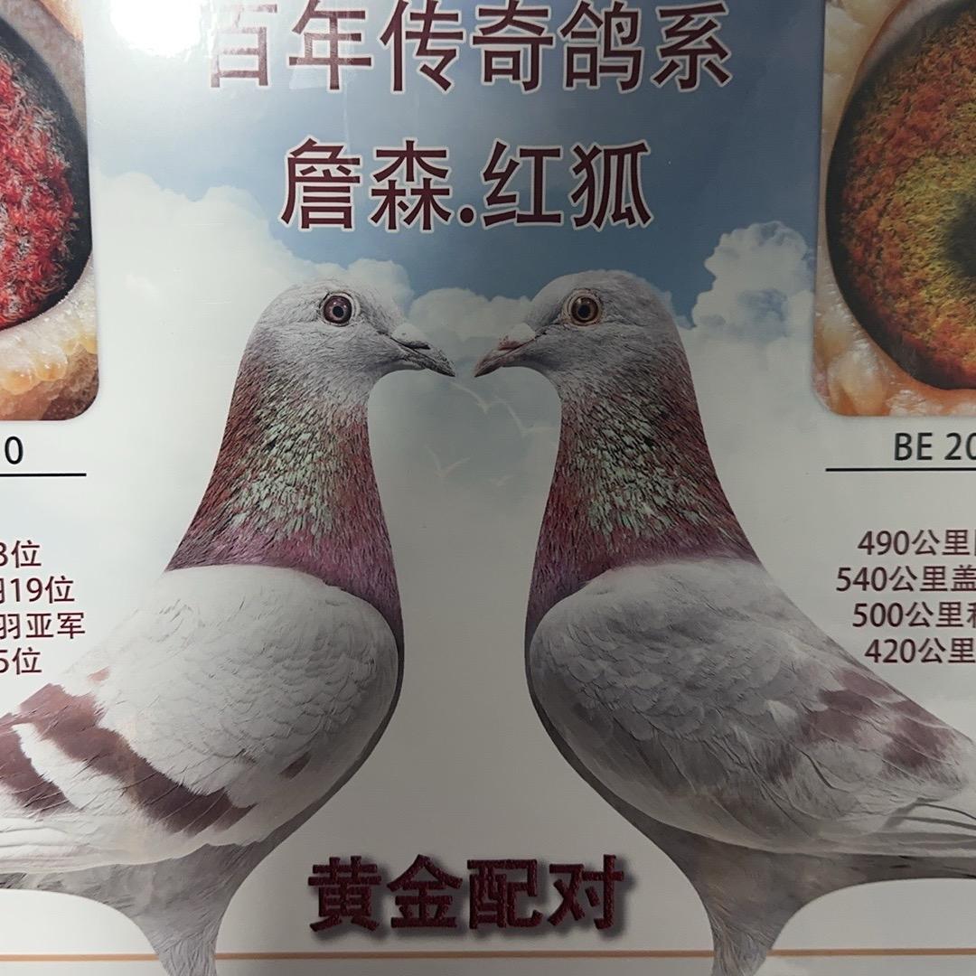 宝盈盛世赛鸽育种中心