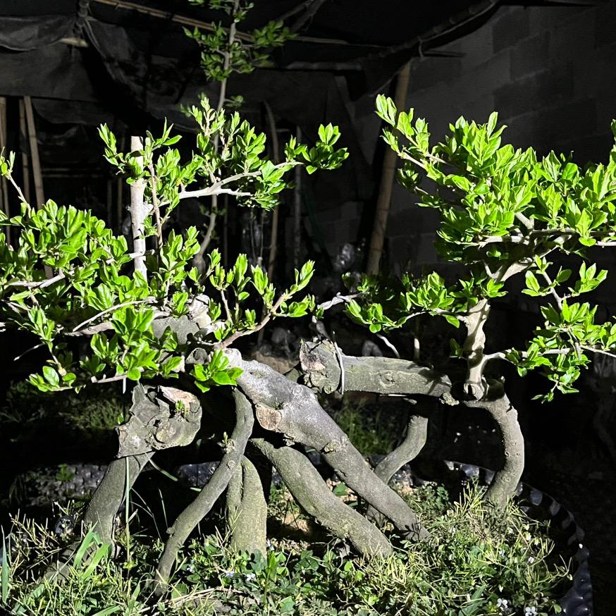 梦之艺花场