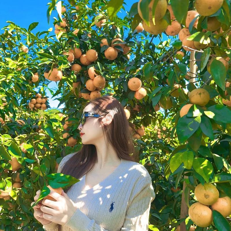 白小姐家的果园