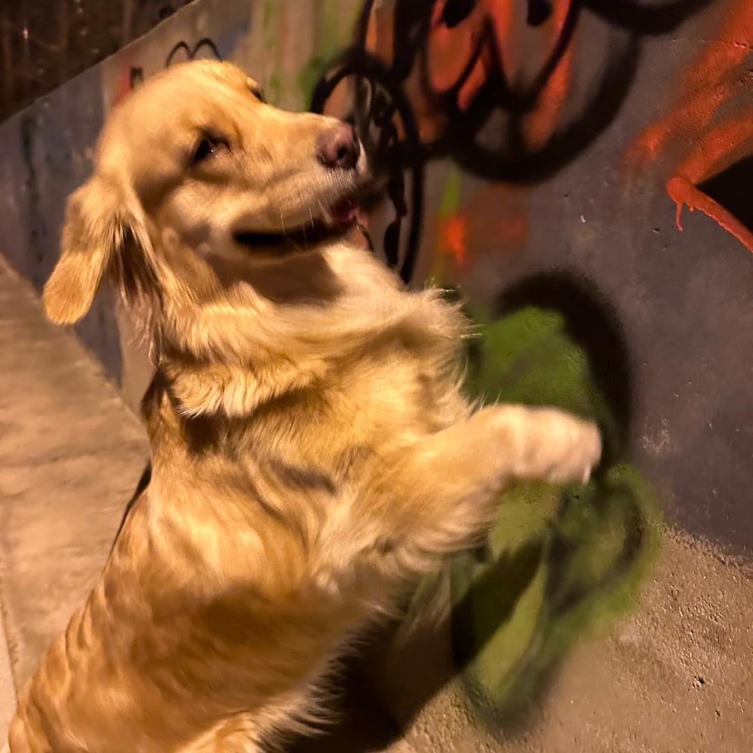 王哪跑🐶