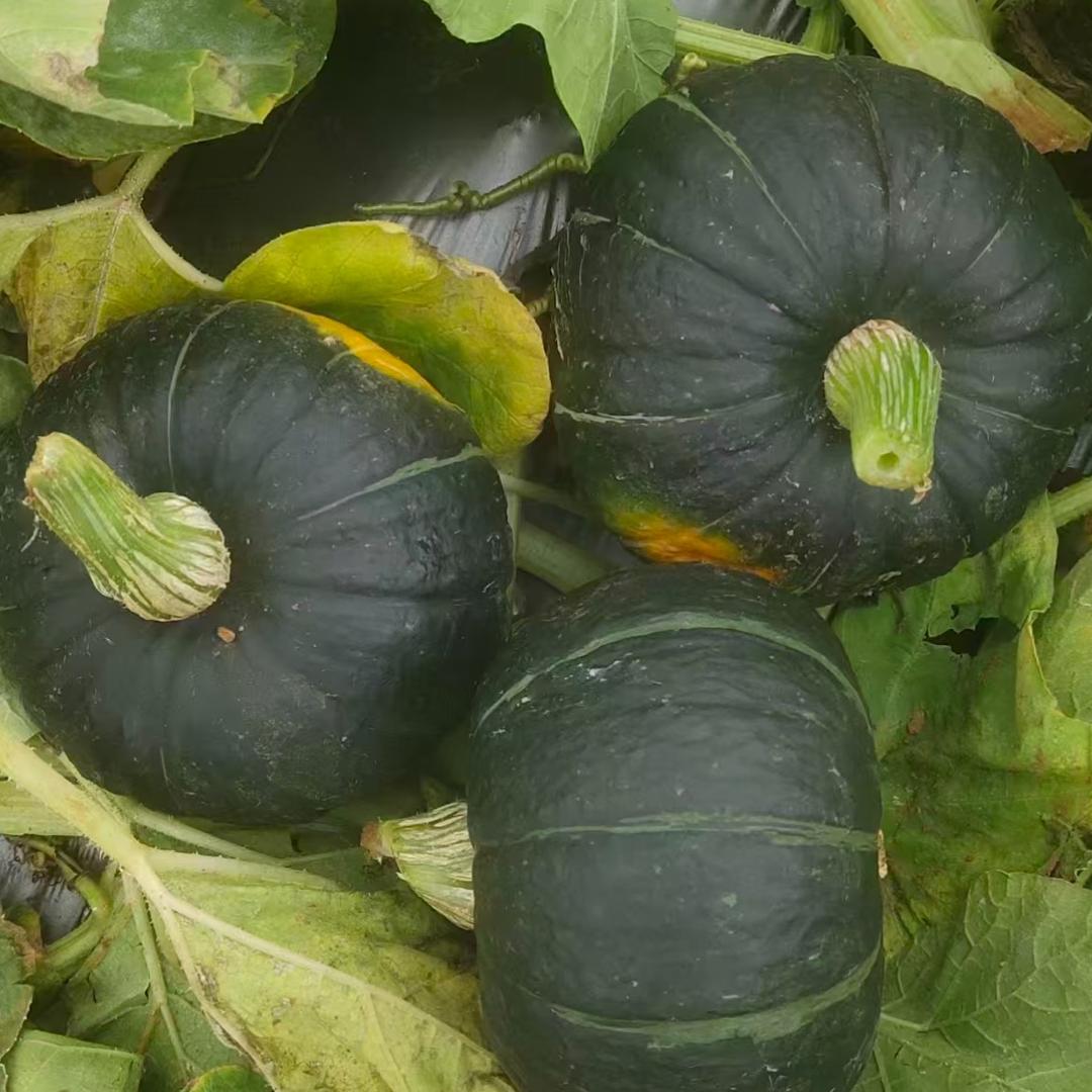 （半仙）&贝贝南瓜出种子批发回收一体