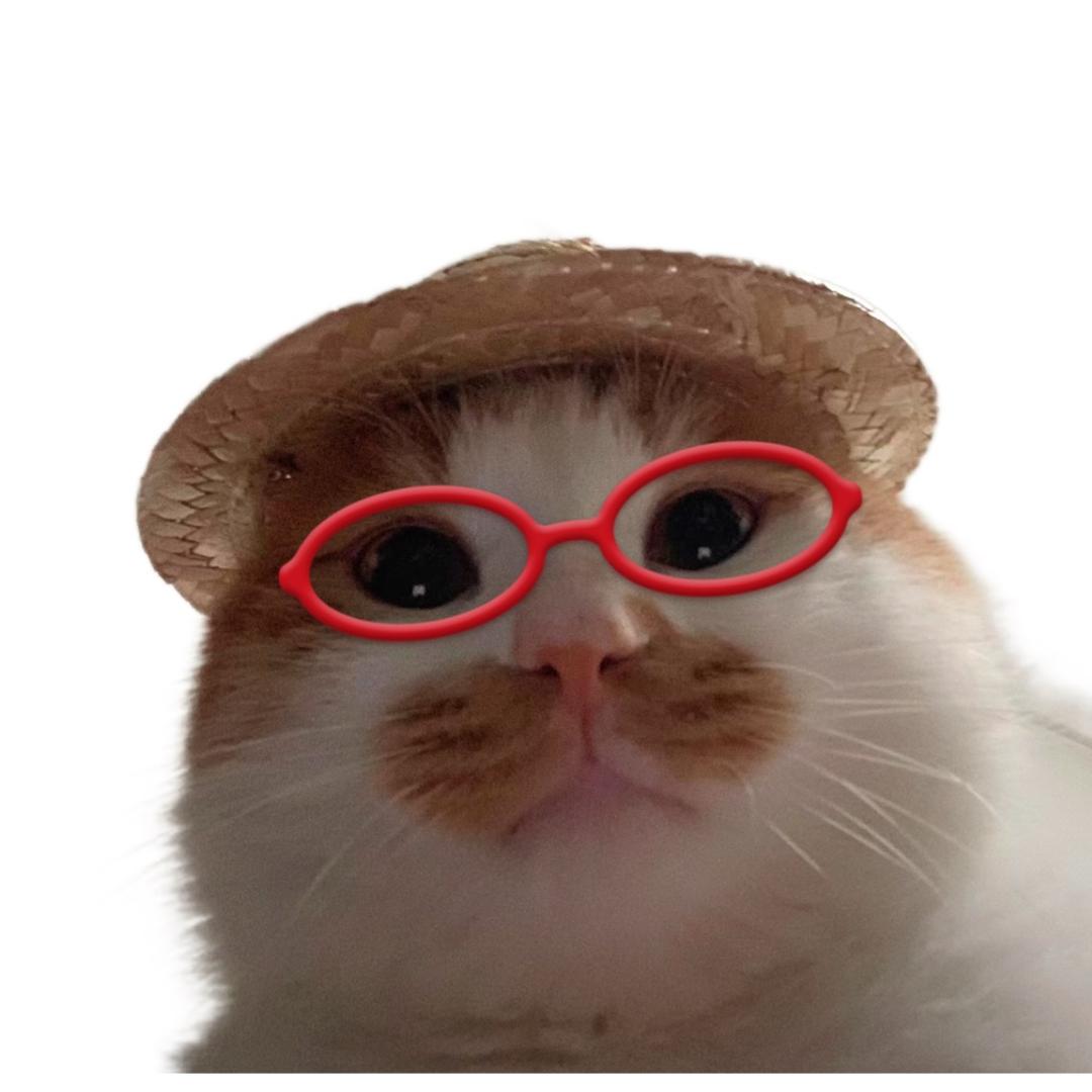 猫猫