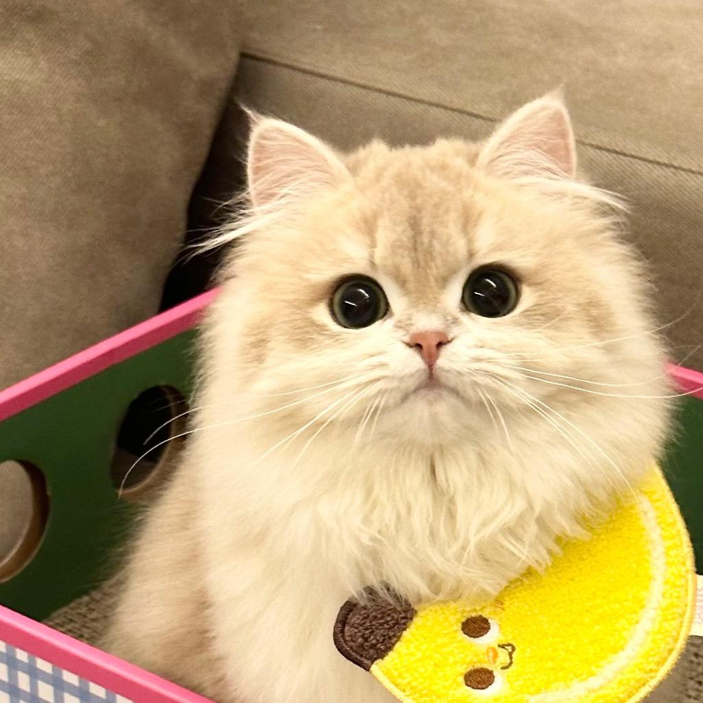 宝蛋的六只猫