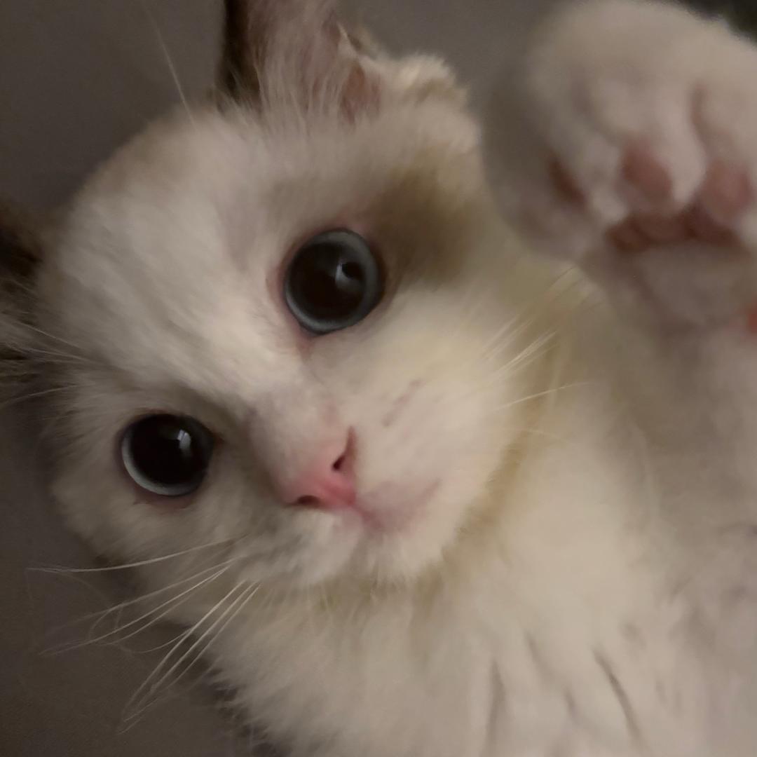 停