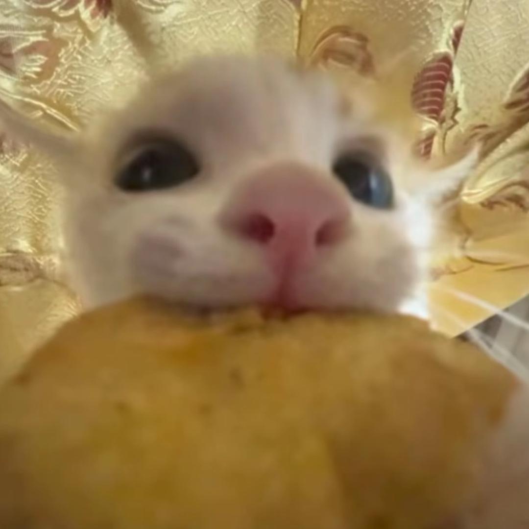 ⦁᎔⦁