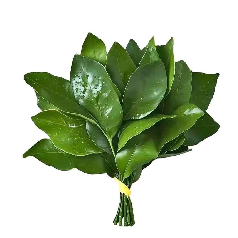 iioo