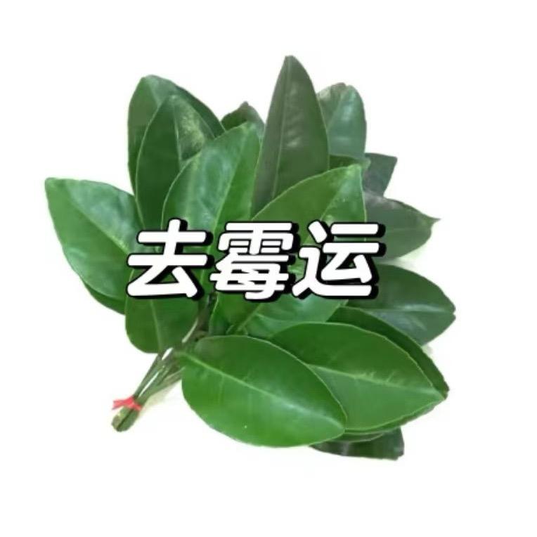 羊咩咩臻不错🐑