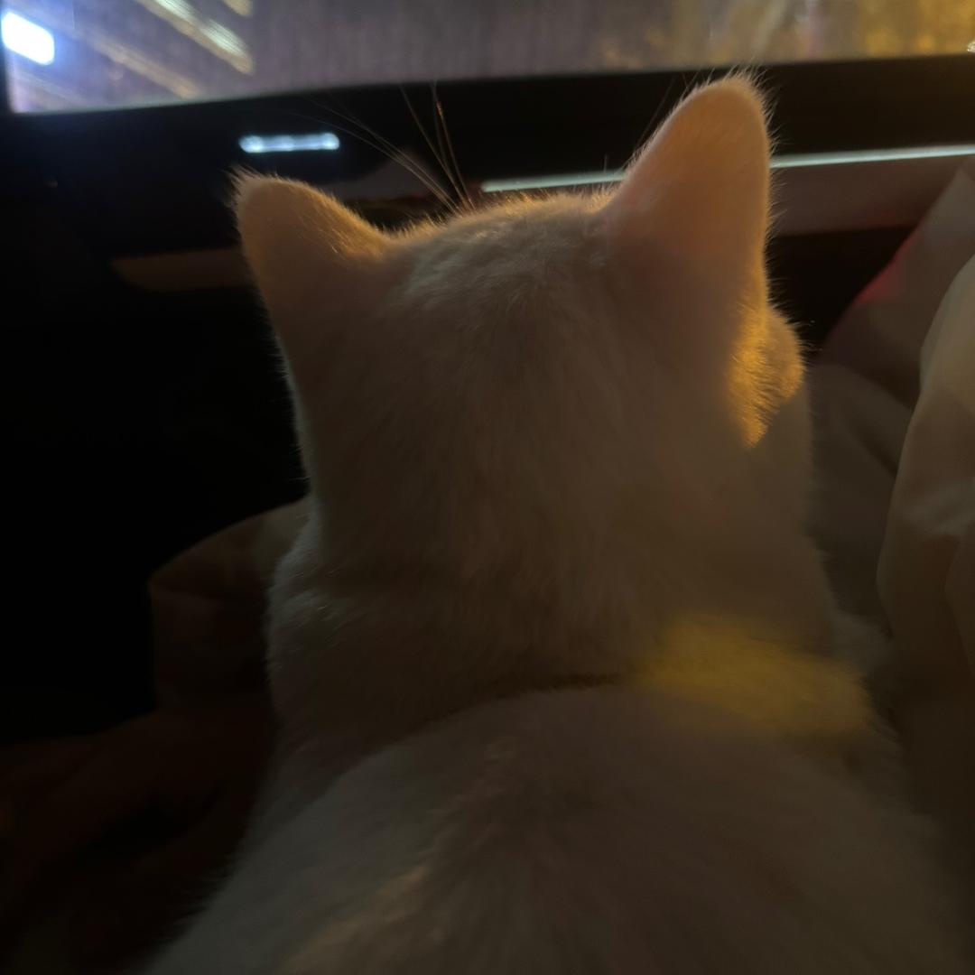 小谢唱稀碎🫥