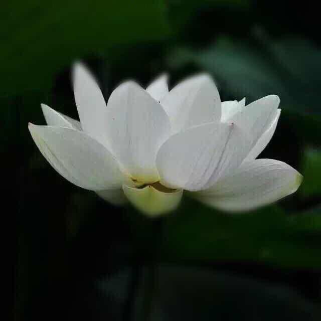 仓央容若