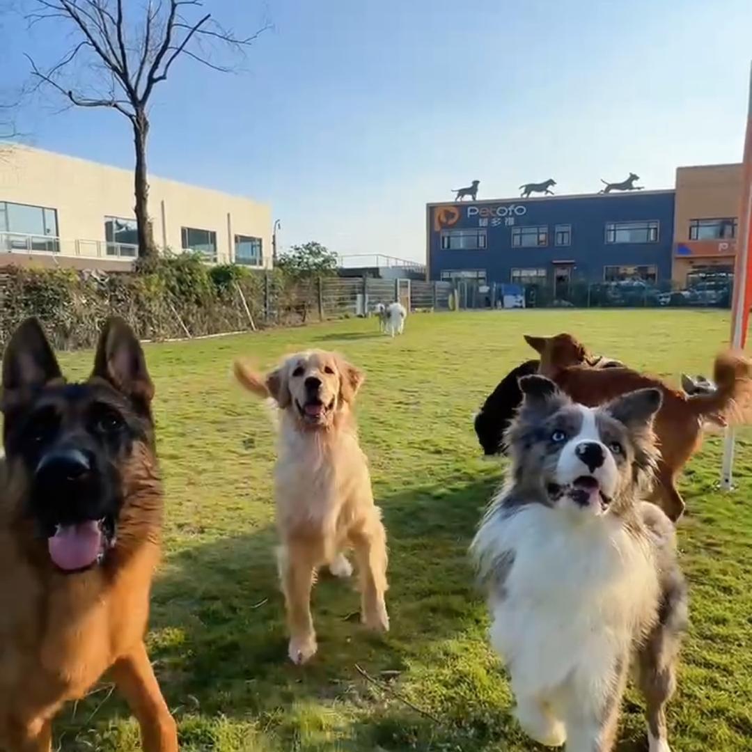 佩多福训犬学校