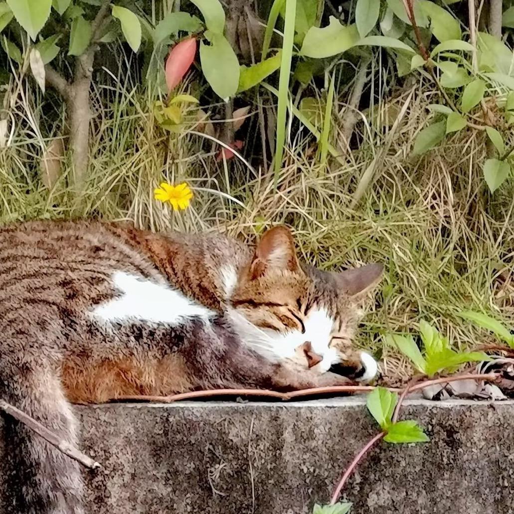 叫我杨晨