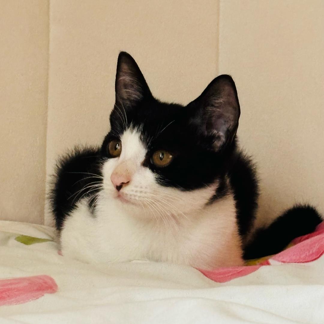 う终于熬成铲屎官🐱