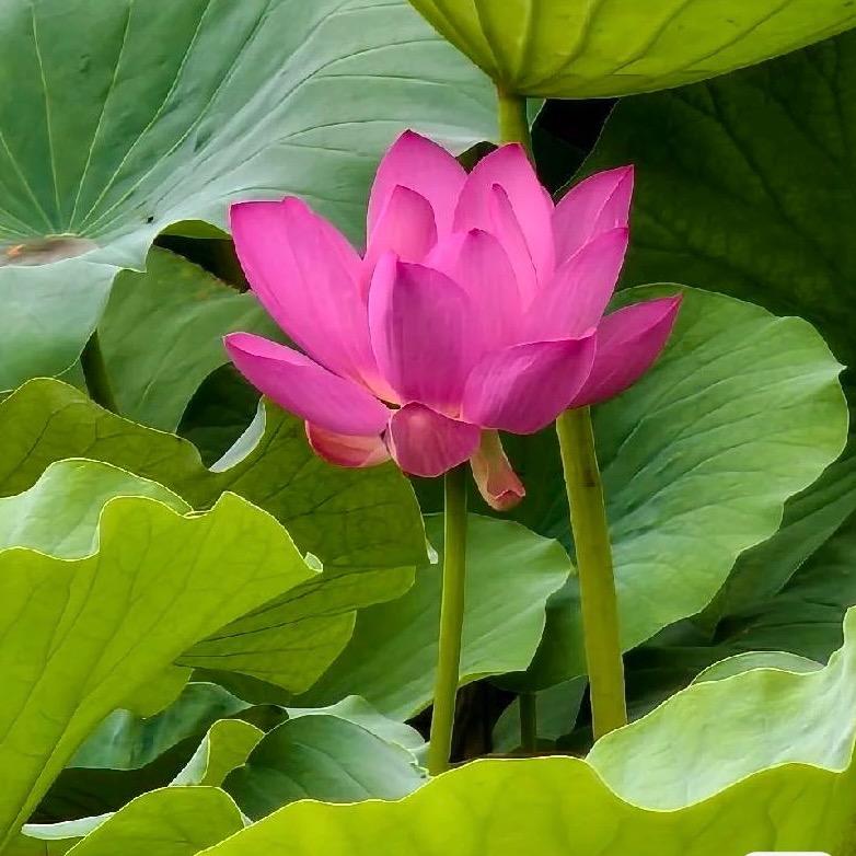 木子