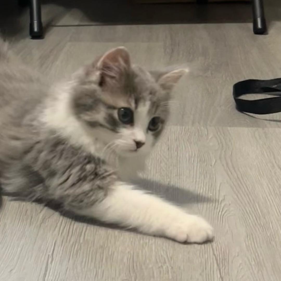 苏起旭