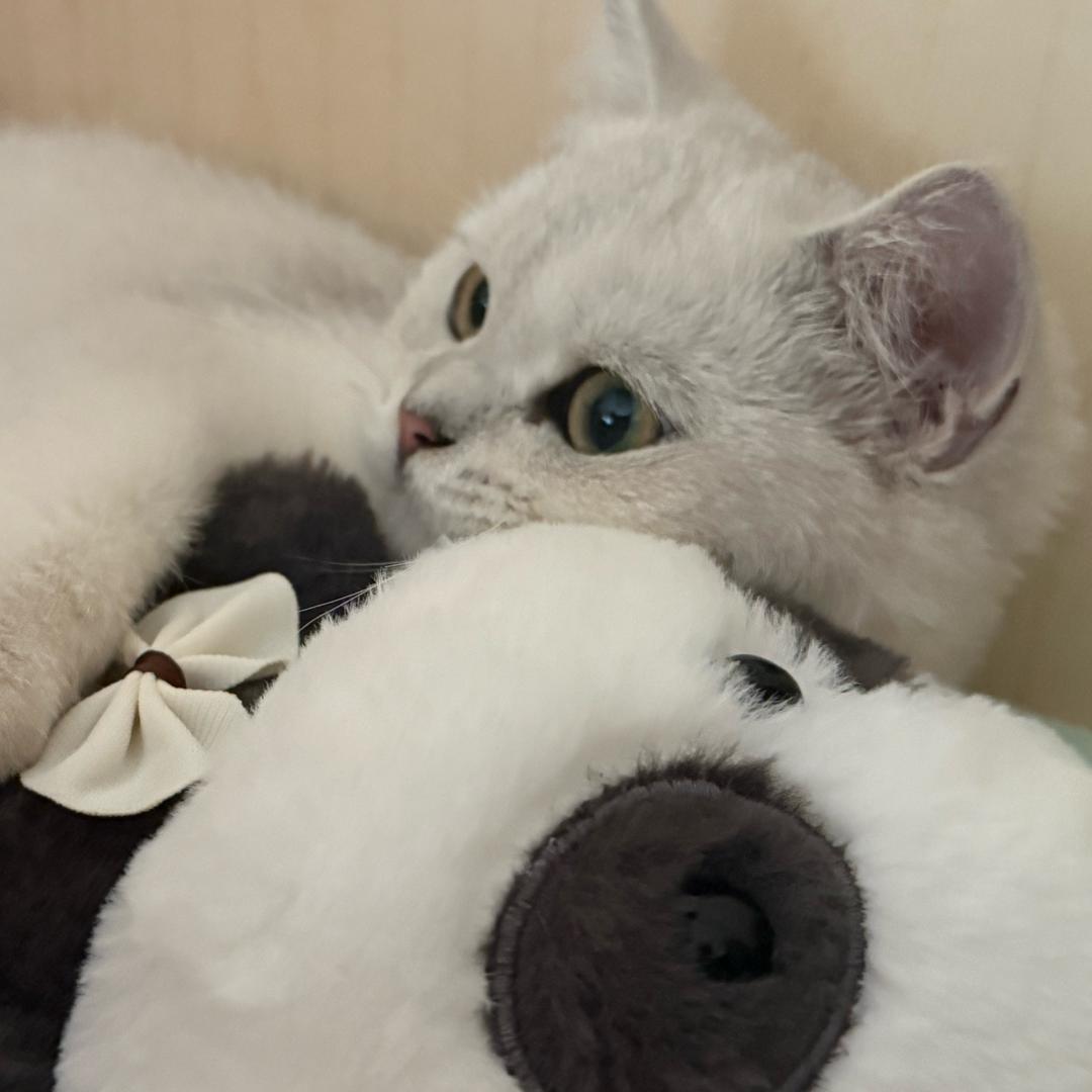 糯叽团子