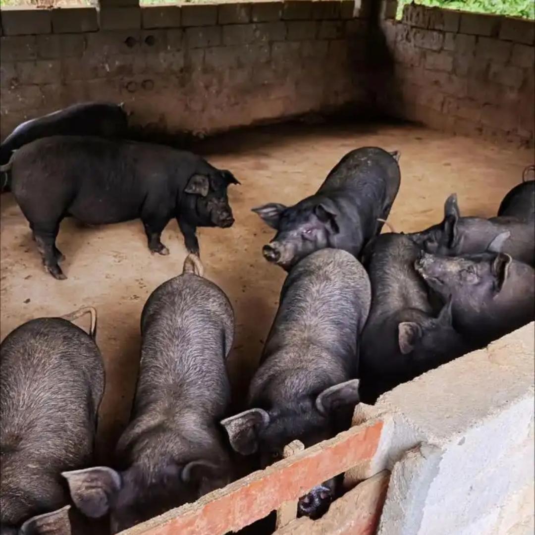 农村散养黑毛土猪猪排（双十二）