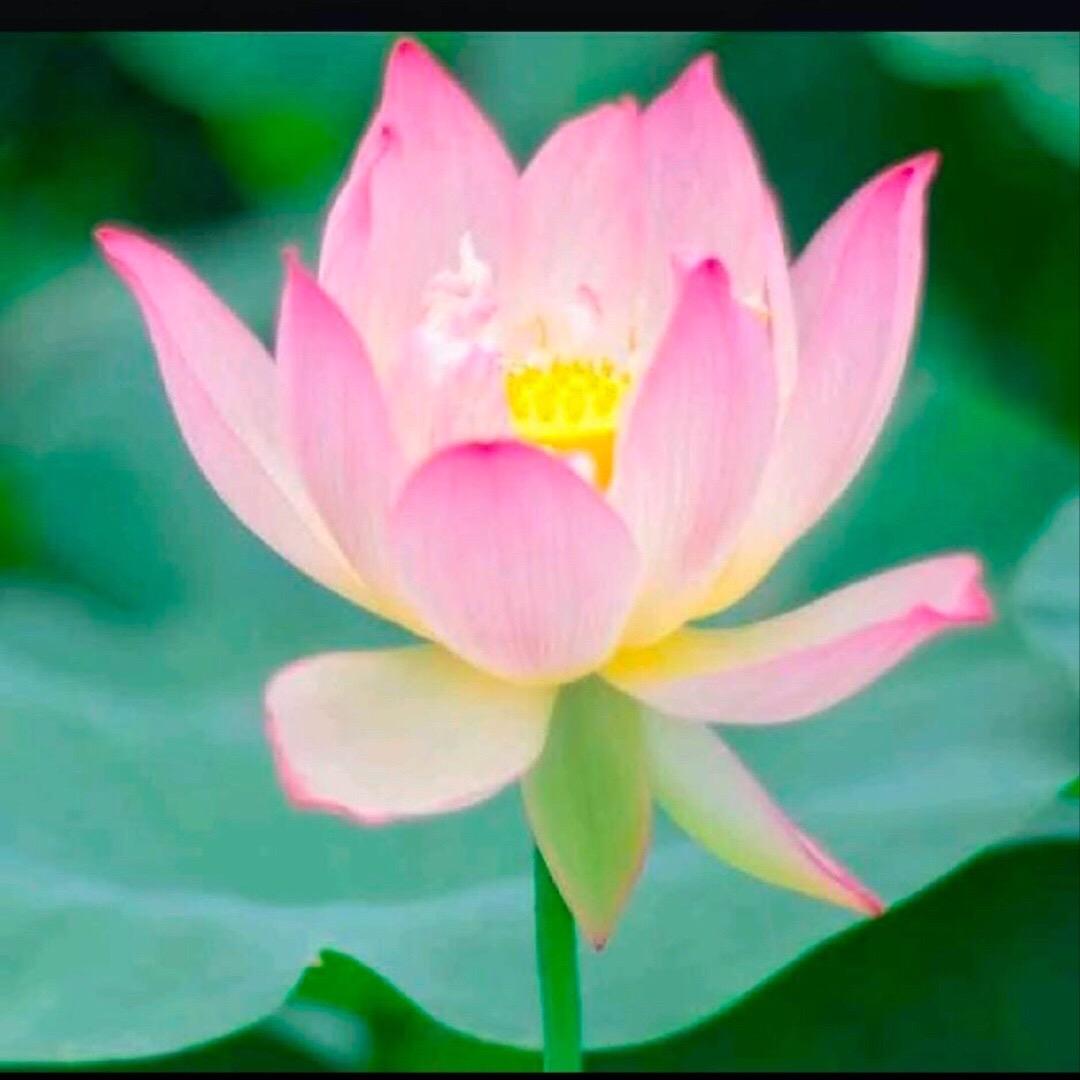 风轻云淡。每日一舞。