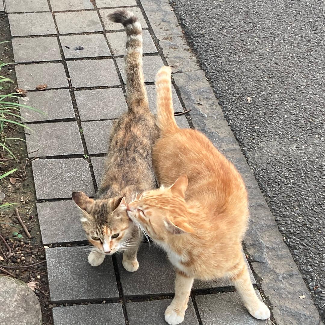 子涵猪头