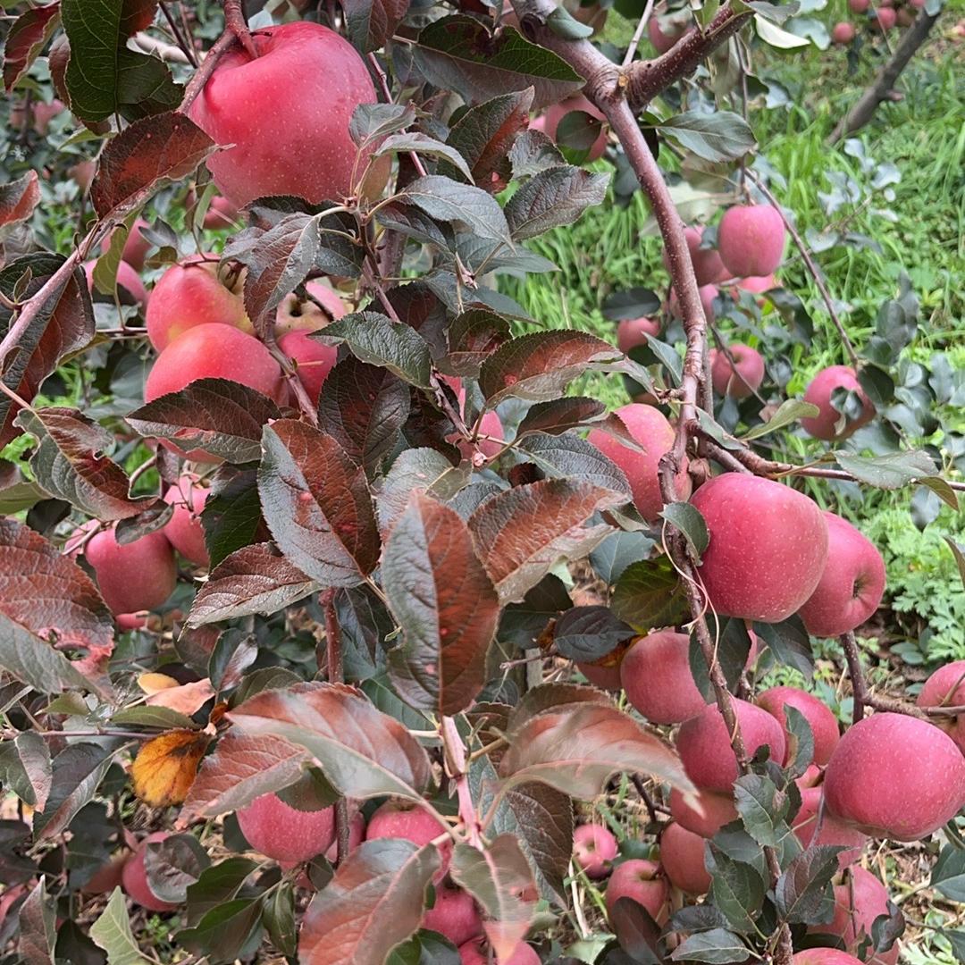 锐锐生鲜水果店