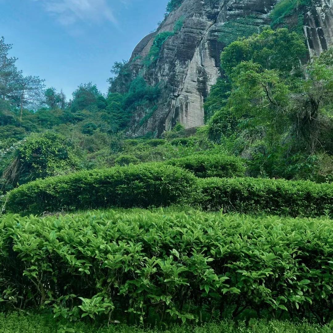 天心村岩御茶业