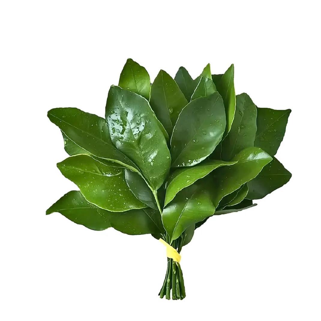 栗知