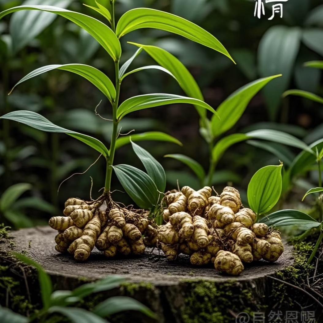 科学种药材
