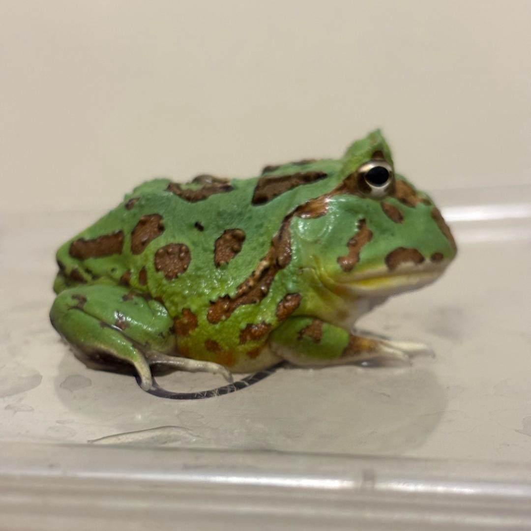 萌宠蛙🐸-角蛙
