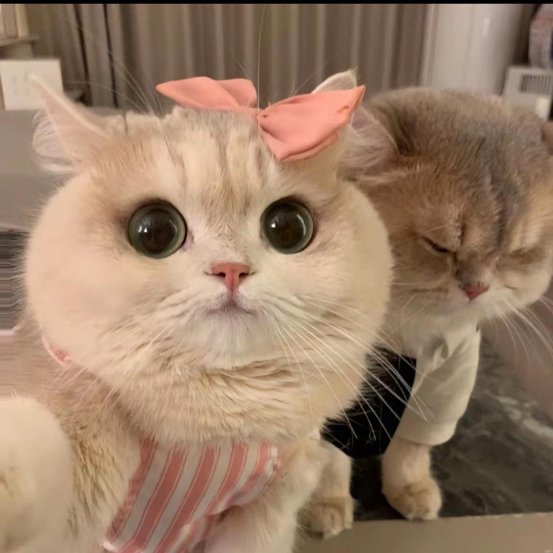 蜜糖 .