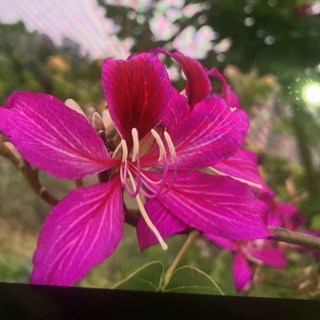纯真美