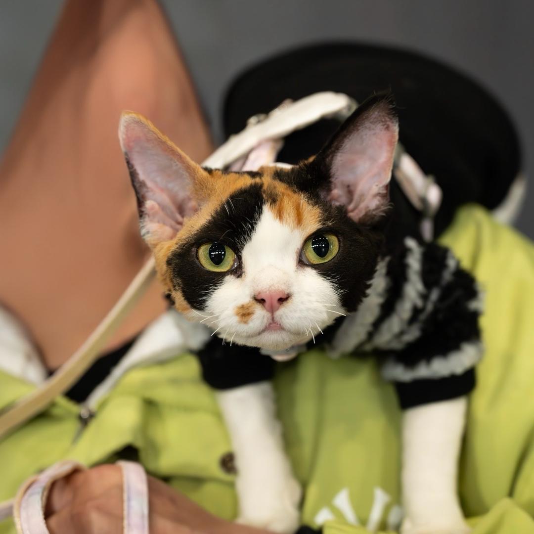 喜欢养鱼的三花德子🐱