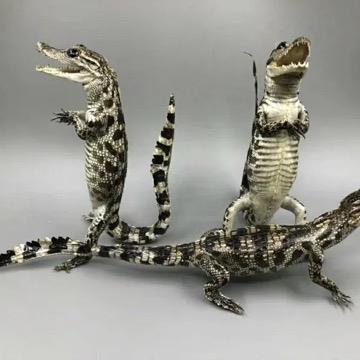 鳄鱼皮具臻选