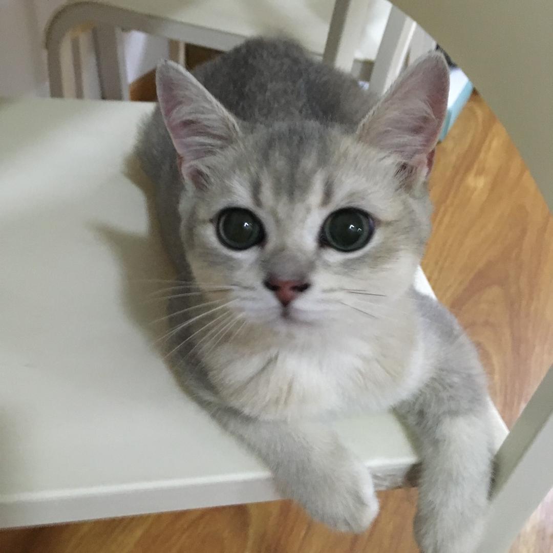 有只猫猫叫布丁
