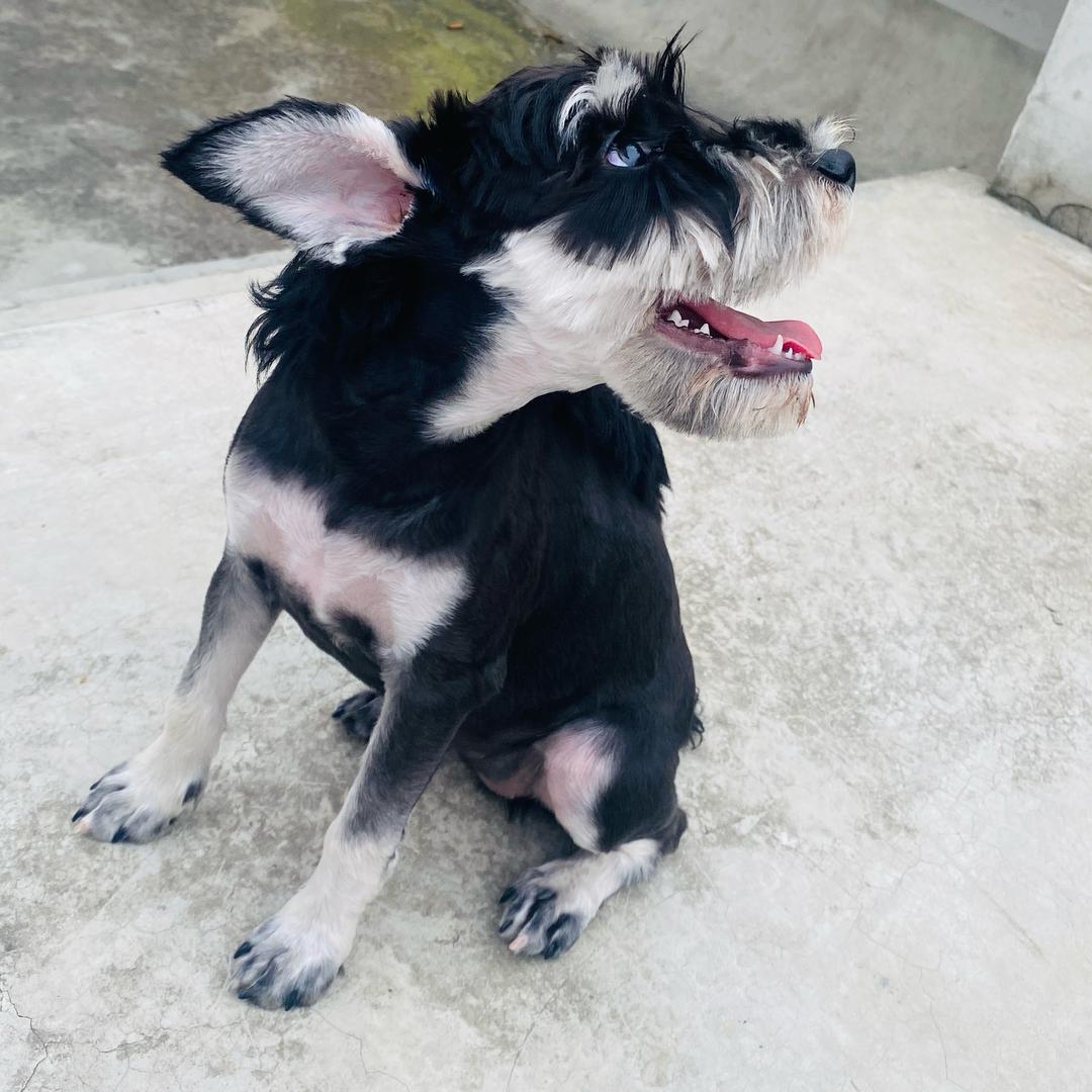 毛十一与小老4️⃣ ༉