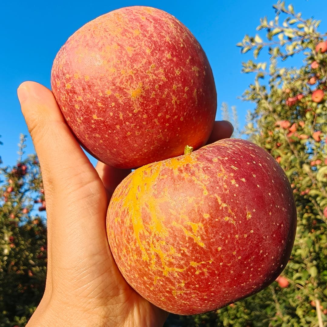 昭通冰糖心丑苹果🍎🍎