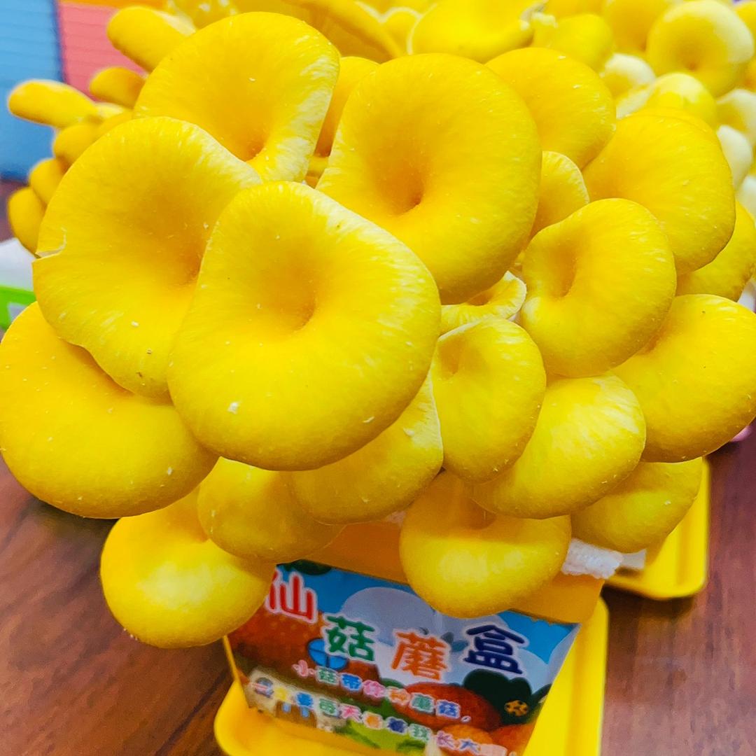 小菇的家庭蘑菇种植