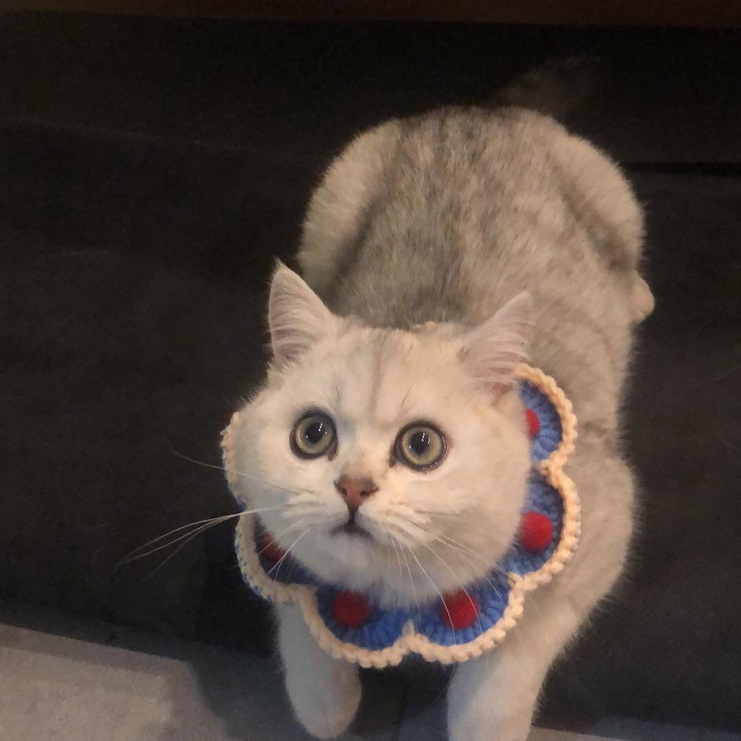 佩奇.