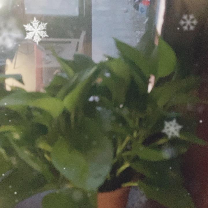 花开富贵改梅店