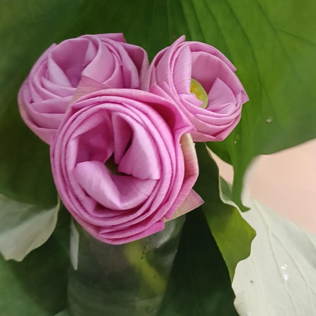 静静直播间