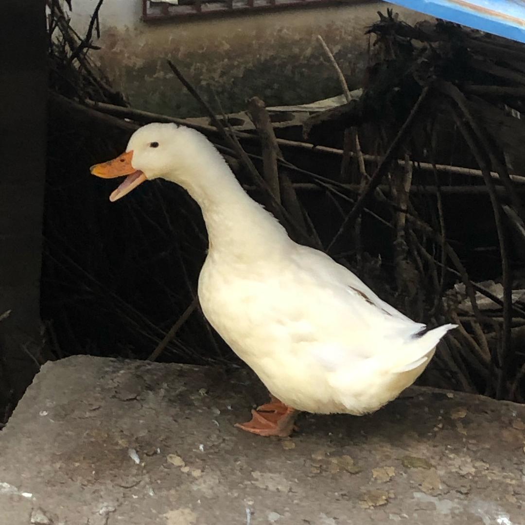 叶十三🍀（客家妹）