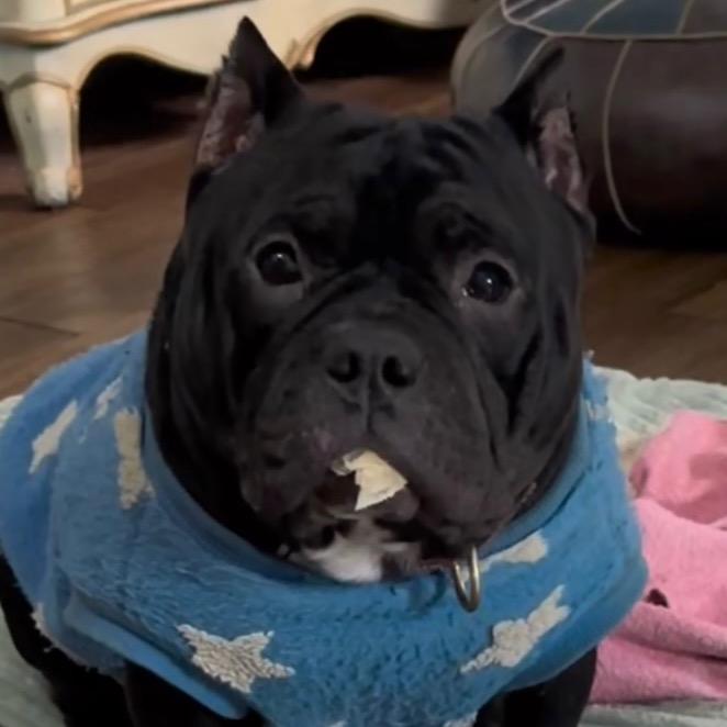 六仔是条小恶霸