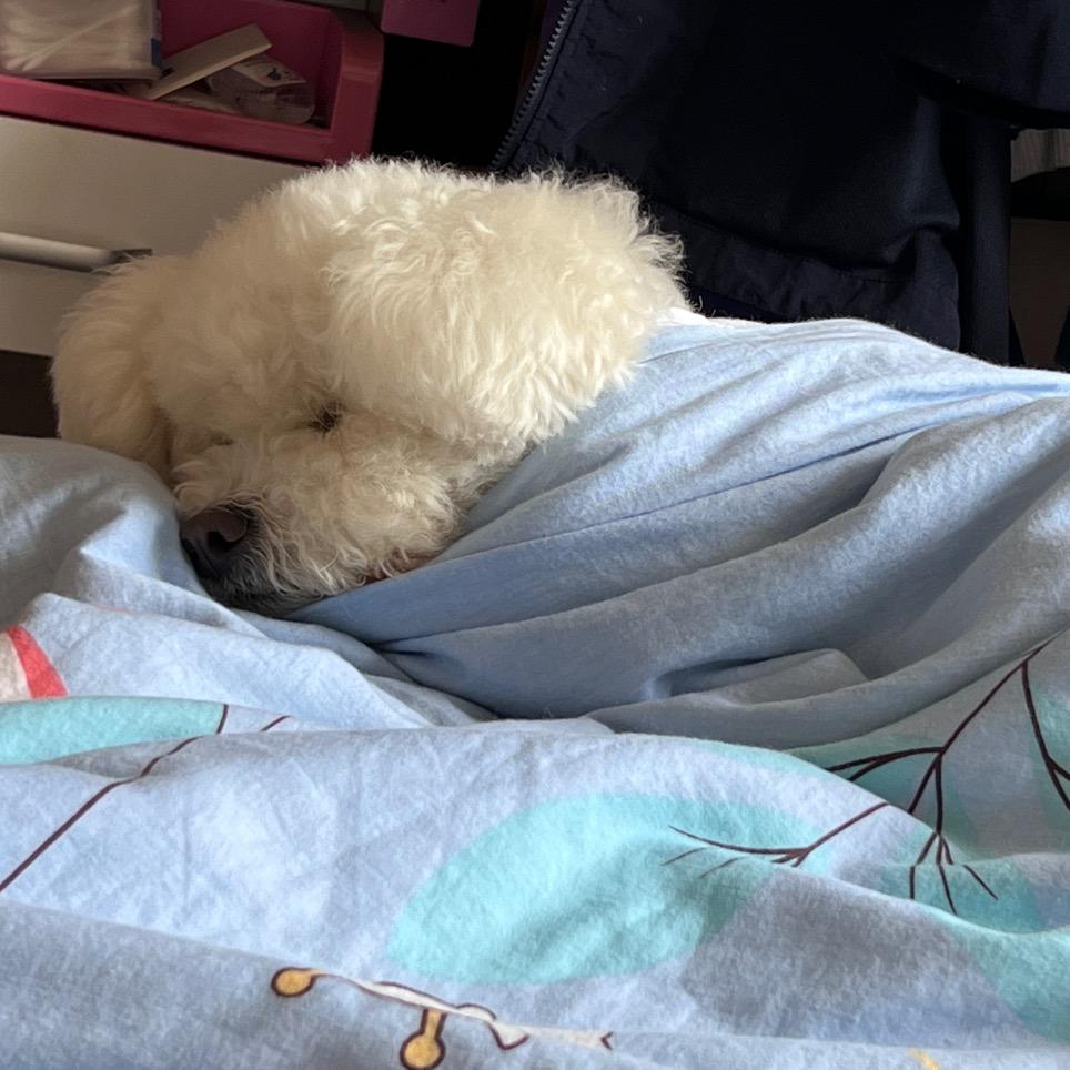 章鱼爱发疯