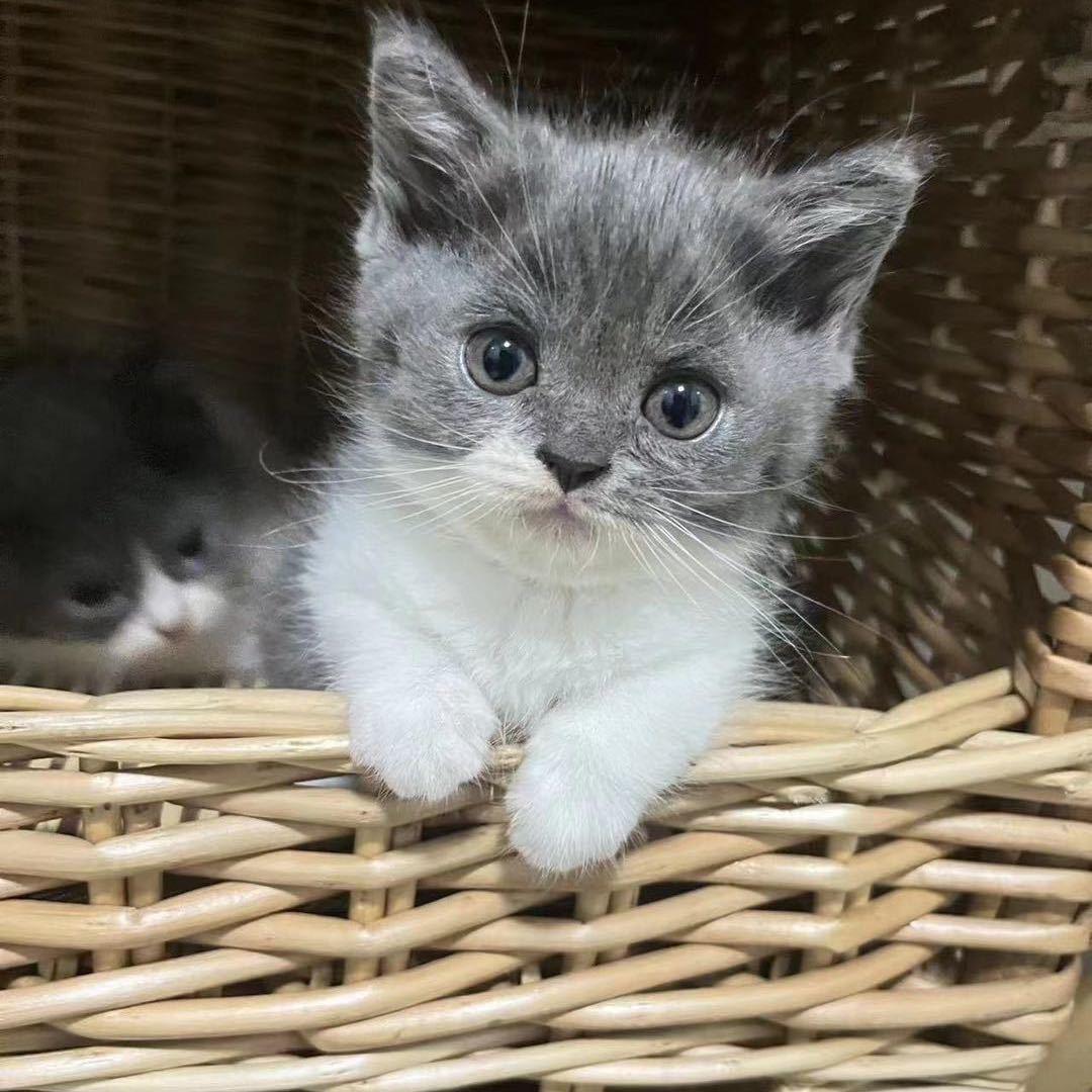 广州鹏极云科技有限公司