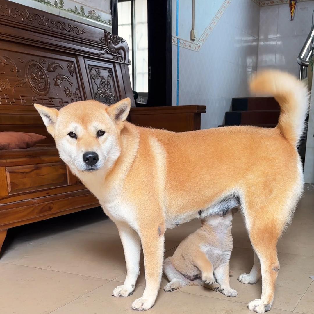 广西田元犬啊宁