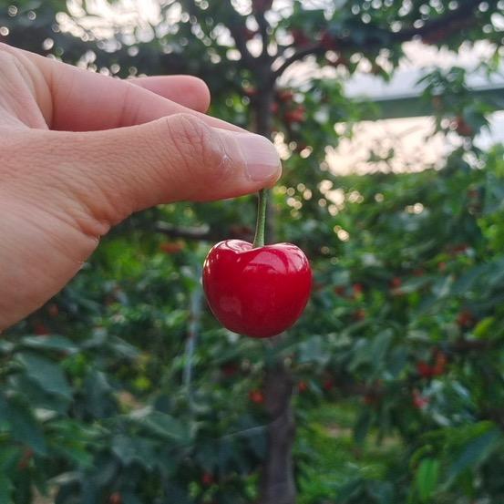樱桃熟了🍒