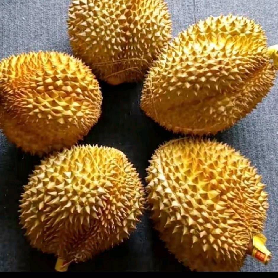 泰国金枕榴莲