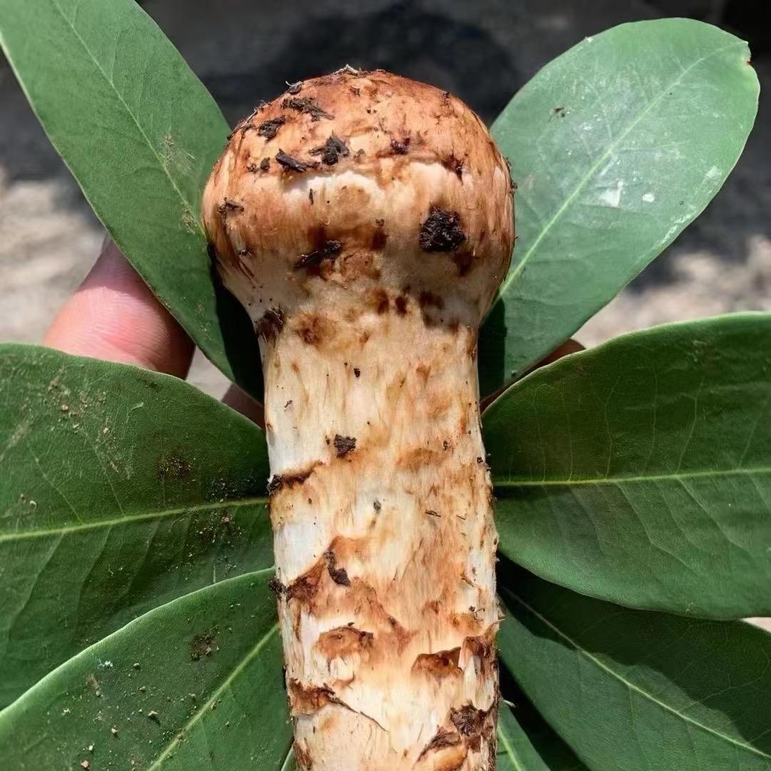 爱吃松茸