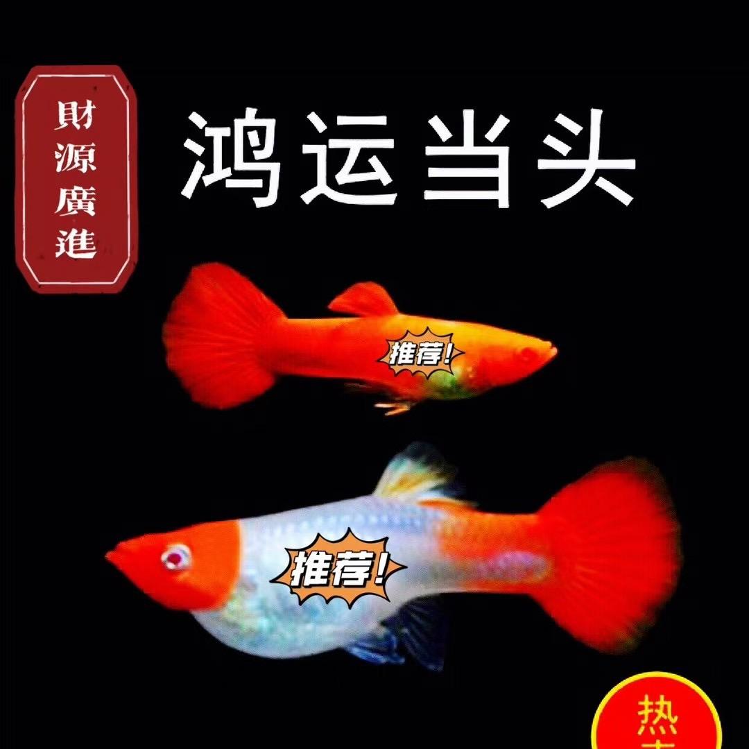 多多水族世界