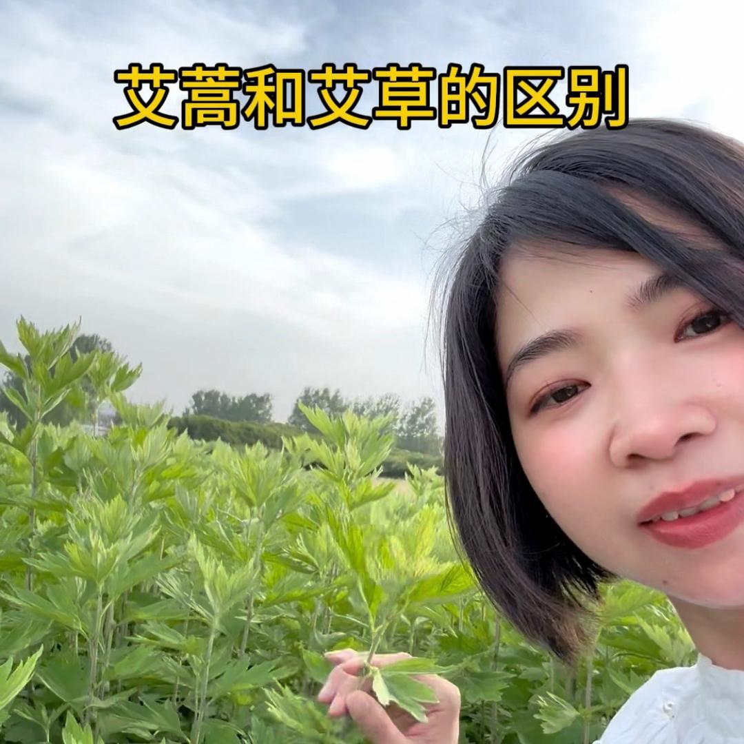 丽康蕲艾堂工厂（龙掌柜）