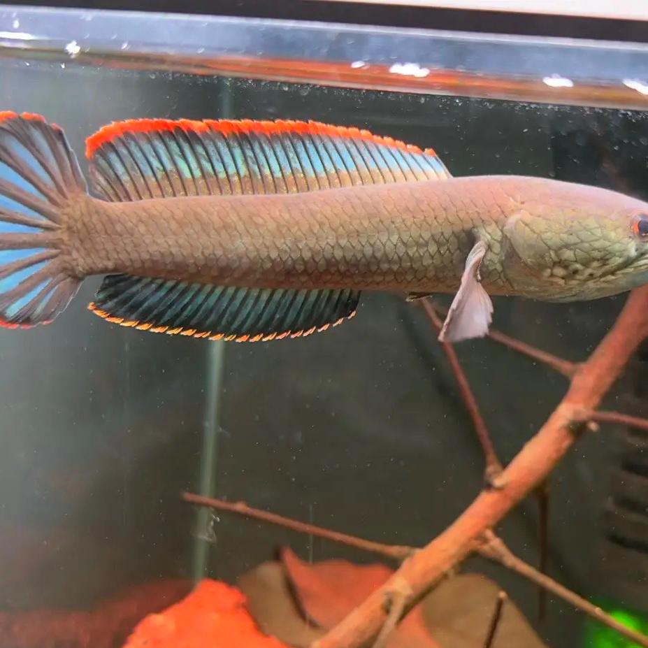 缘之聚宠物店