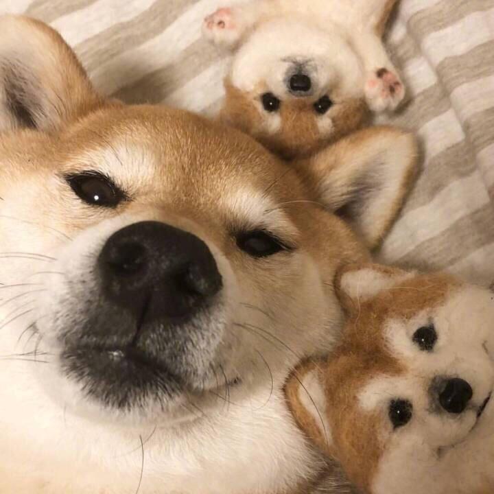 动物妙想国